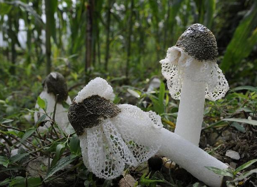 竹荪采摘时间及注意事项