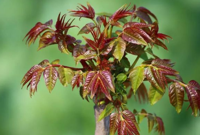 香椿芽菜保温箱栽培方法 香椿芽菜保温箱栽培方法图片