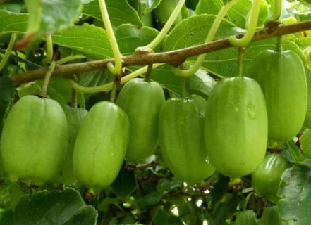 软枣猕猴桃北方可以种植吗