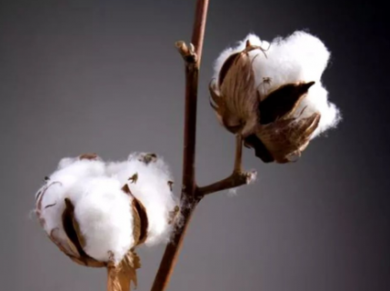 山东棉花备播和播种技术 棉花养殖技巧总结
