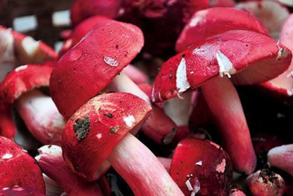 想要种植好红菇需要注意什么 想要种植好红菇需要注意什么问题