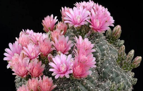 绯花玉烂根了怎么办（绯花玉根部烂了怎么办）