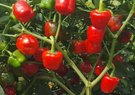 红灯笼辣椒的栽培技术 红灯笼辣椒种植