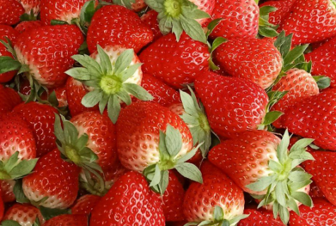 红颜草莓无病毒种苗繁殖技术 红颜草莓苗有什么特征