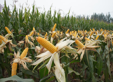 当前玉米苗情及管理措施 玉米养殖方法总结