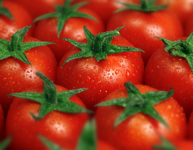 番茄需肥特点