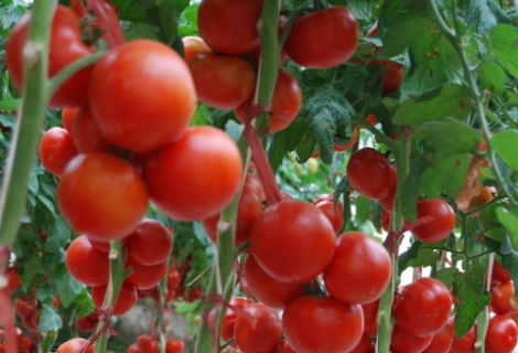 四项措施减少番茄残次果 番茄养殖技巧总结