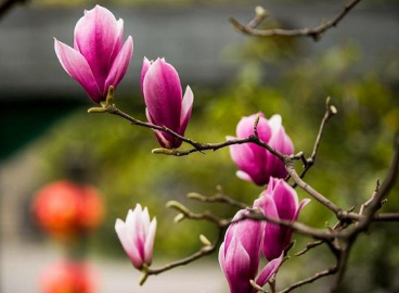 辛夷的繁殖方法