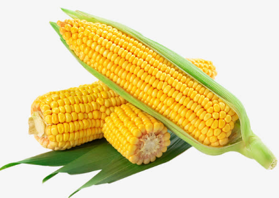 玉米如何科学种植（玉米该怎么种植）