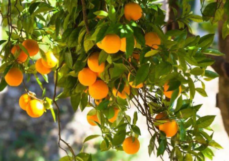 院里种杏树的风水意义 院里种杏树的风水意义是什么