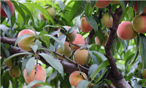 桃树如何高产 桃树如何高产繁殖