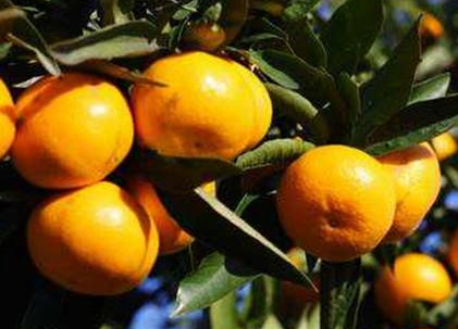 柑橘怎么增甜上色 柑橘增甜上色一喷红
