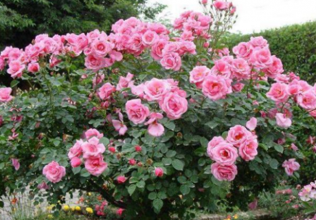 四季月季花的养殖方法 月季花怎么养能开花