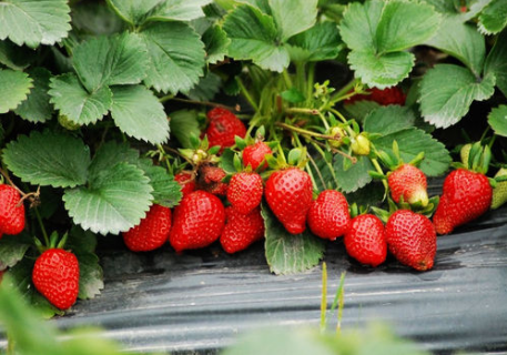 草莓苗种植多久能开花 草莓苗种植多久能开花啊