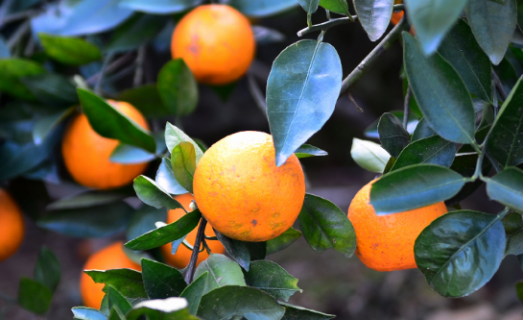 四种柑橘皮制成的休闲食品 如何用柑橘皮制零食