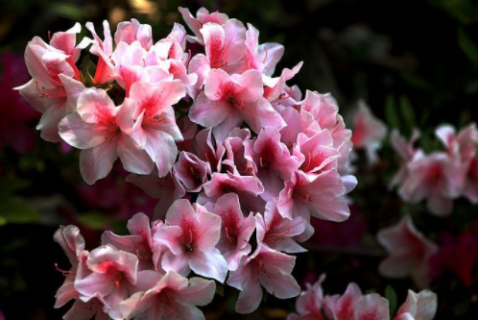 盆栽杜鹃花常见品种的日常养护