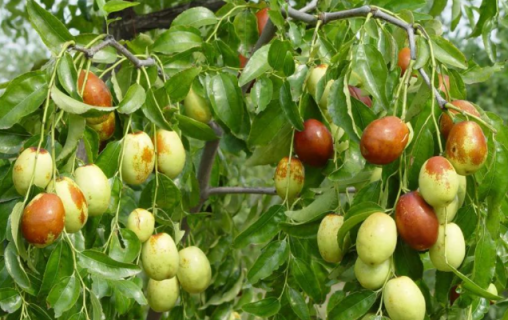 为什么说枣树是凶树 为什么说枣树不能种在家里