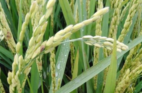 水稻再生季丰产的方法是什么（再生稻成熟时间）