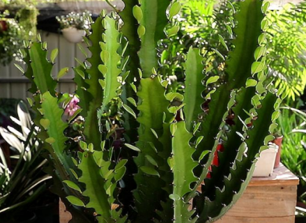 龙骨花放哪里最旺财 龙骨花放哪里最旺财方位