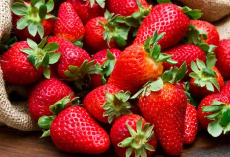 甜宝草莓苗如何管理 甜宝草莓苗的种植技巧是什么