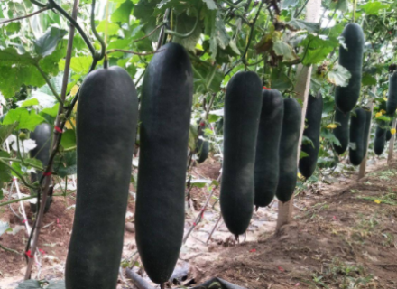 黑皮冬瓜丰产 黑皮冬瓜哪里产