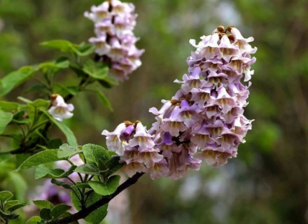 泡桐种植技术（泡桐栽培技术）