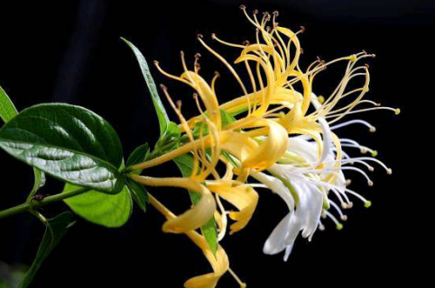 金银花科学种植方法是什么 金银花的种植方法和管理方法