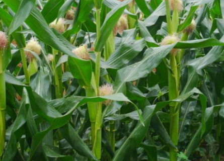 玉米可以套种什么农作物 玉米能套种哪些农作物