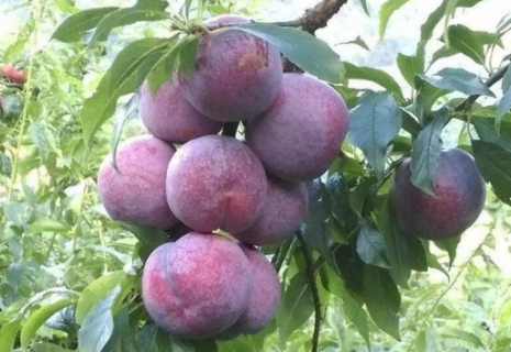 三华李种苗怎么繁殖 三华李怎么育苗