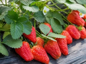 草莓苗生长缓慢怎么治 草莓苗生长慢怎么办