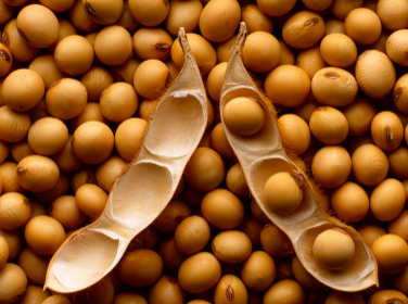 黄豆怎么大面积种植（黄豆如何种植才高产）