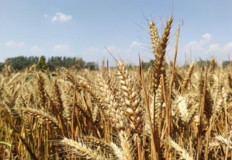 小麦春季种植管理技术（小麦春季种植管理技术有哪些）
