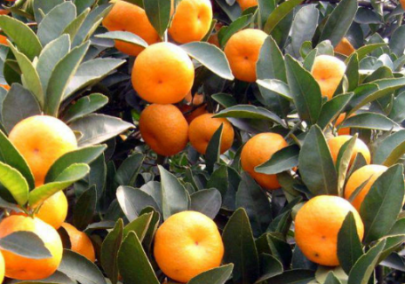 冬季柑橘果园重大病虫害防控（冬季柑橘果园重大病虫害防控工作方案）