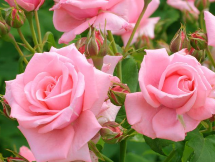为什么说粉玫瑰不能随便送人 送闺蜜鲜花应该送什么花