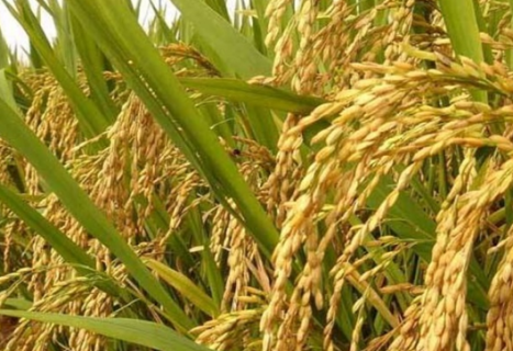 水稻增产增效推荐栽培技术模式 水稻增产用什么肥料