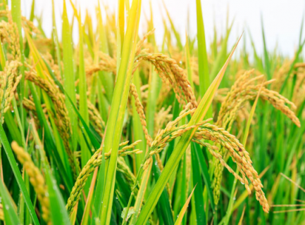 水稻超高产栽培的关键技术