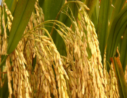 水稻种子怎么播种（水稻如何播种）