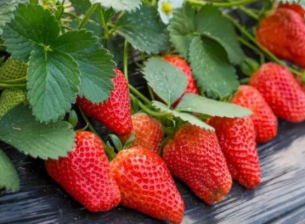 草莓苗怎么在家里种
