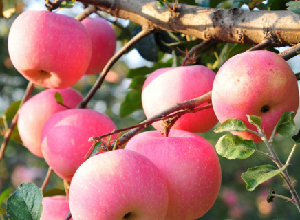 如何提升苹果产量和质量