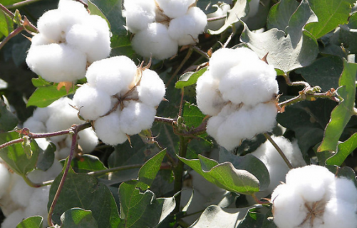 2021年棉花前期生产技术指导意见