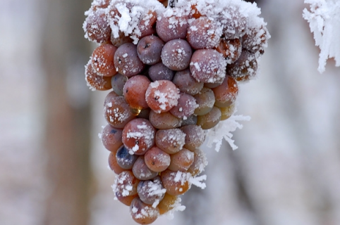 葡萄冬季防寒措施有哪些