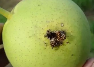 梨小食心虫的危害及发生规律 梨小食心虫的危害及发生规律图片