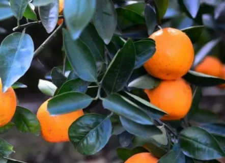 柑橘八大实用技术 柑橘八大实用技术有哪些