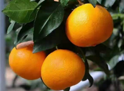 柑橘种植中如何应对极端天气