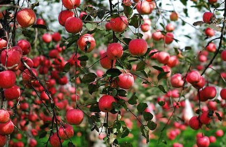 苹果园如何浇灌封冻水 需要注意些什么