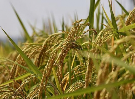 9月初水稻种植要点有哪些 九月初水稻常见病害
