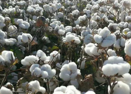 2021年棉花中后期生产管理（中国棉花生产管理规范）