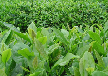 茶树如何预防倒春寒 茶树怎么预防倒春寒
