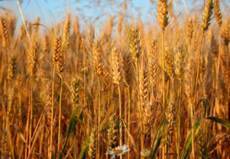 怎么判断小麦是否需要浇返青水 怎么判断小麦是否需要浇返青水呢