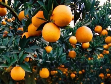 柑橘全年施肥时间表 柑橘施肥最佳时间和方法